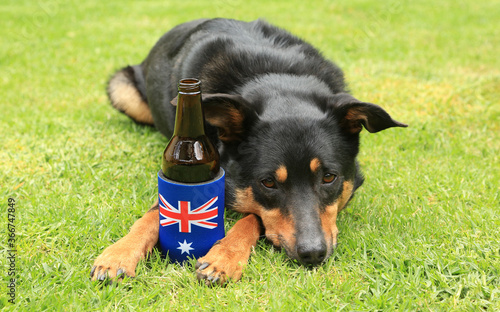 Принти на полотні Cute tricolour Kelpie (Australian breed of sheep dog) lying on grass with a beer bottle in a stubby holder decorated with the Australian flag
