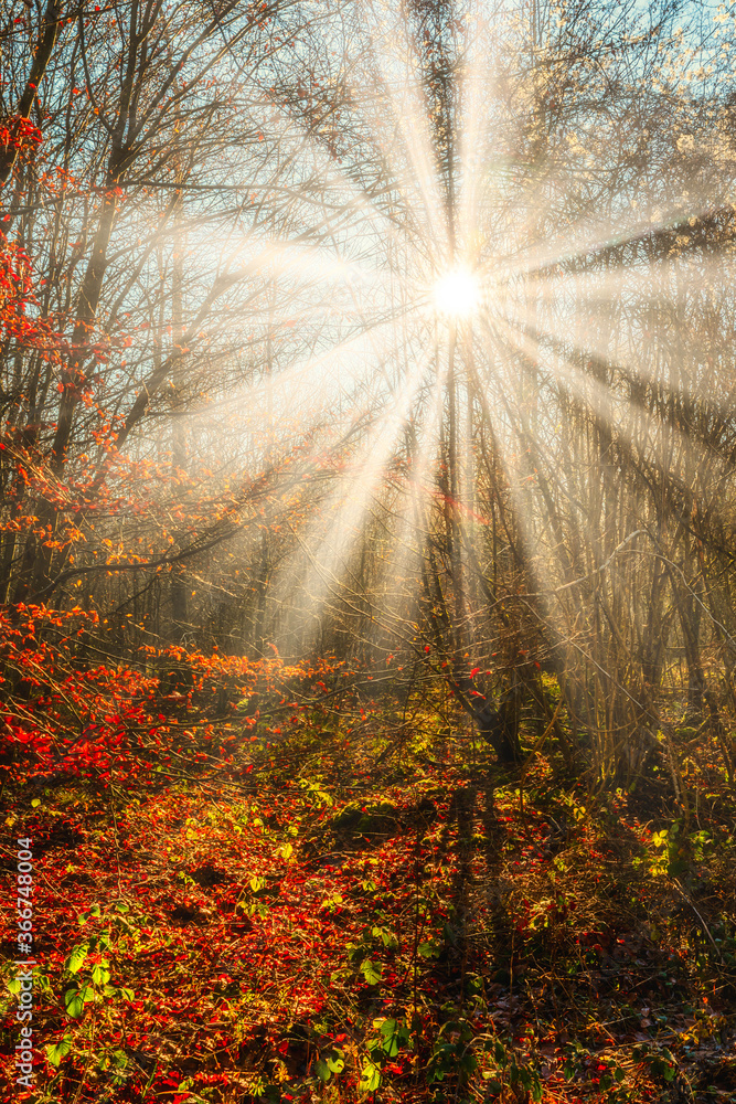 Obraz premium Autumn forest nature