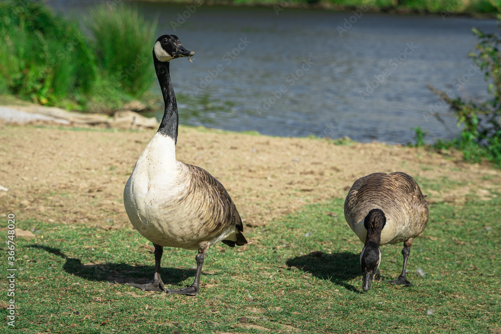 canada goose family