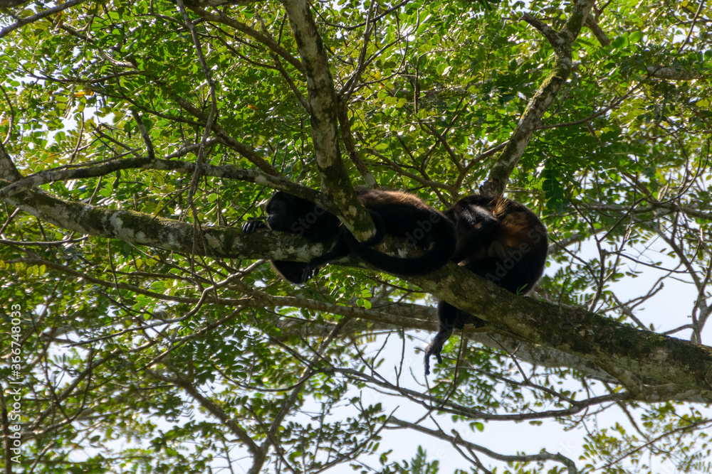 Mantled howler.
I took this picture in Cano negro, Costa Rica.