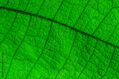 The texture of the green leaf that is natural pattern.