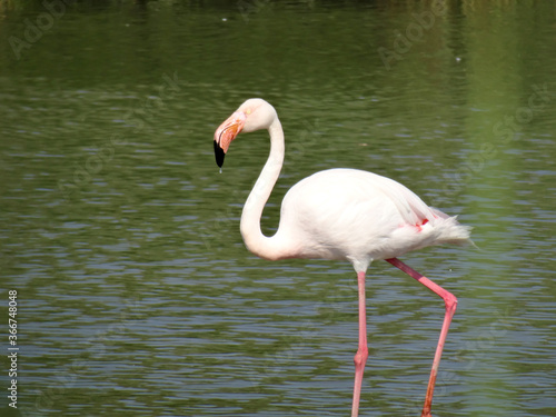 Phoenicopterus roseus