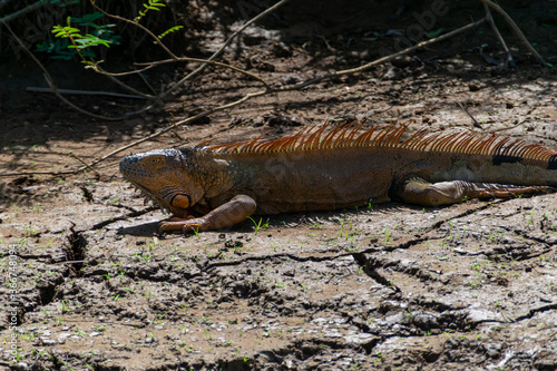 An iguana. Taken in Ca  onegro  Costa Rica.