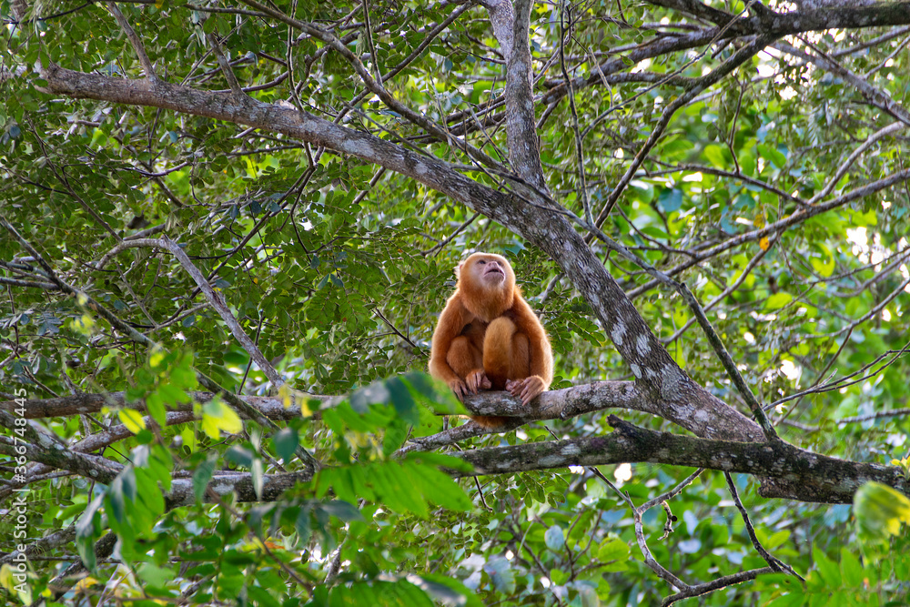 Obraz premium Golden monkey. I took this picture in Cano negro, Costa Rica.