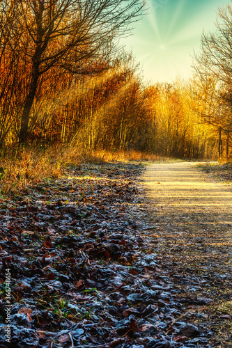 Autumn forest nature