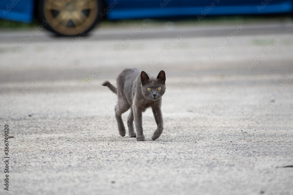 野良猫のいる港 野良猫のいる港