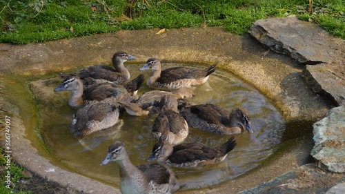 Close up of many ducks in a tiny pond grooming and fighting each other.	 photo