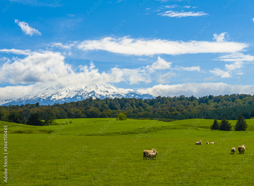 Mt. Ruapehu and fields in New Zealand