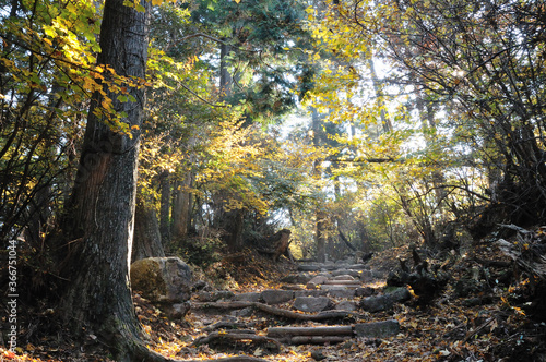 秋の登山道の風景