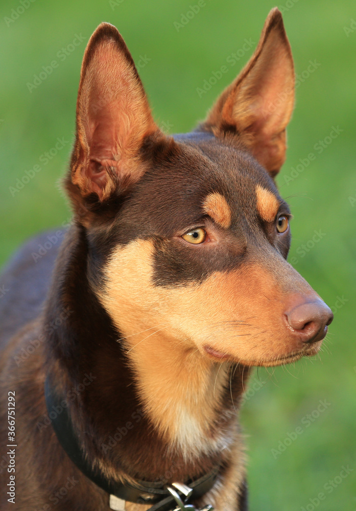 Beautiful red and tan Kelpie (a breed of Australian sheep dog) in late afternoon light. Beautiful red and tan Kelpie (a breed of Australian sheep dog) in late afternoon light.