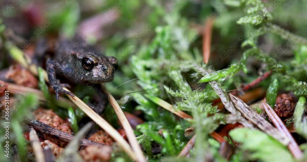 small common frog walking along forest floor debris of moss and pine needles. small common frog walking along forest floor debris of moss and pine needles.