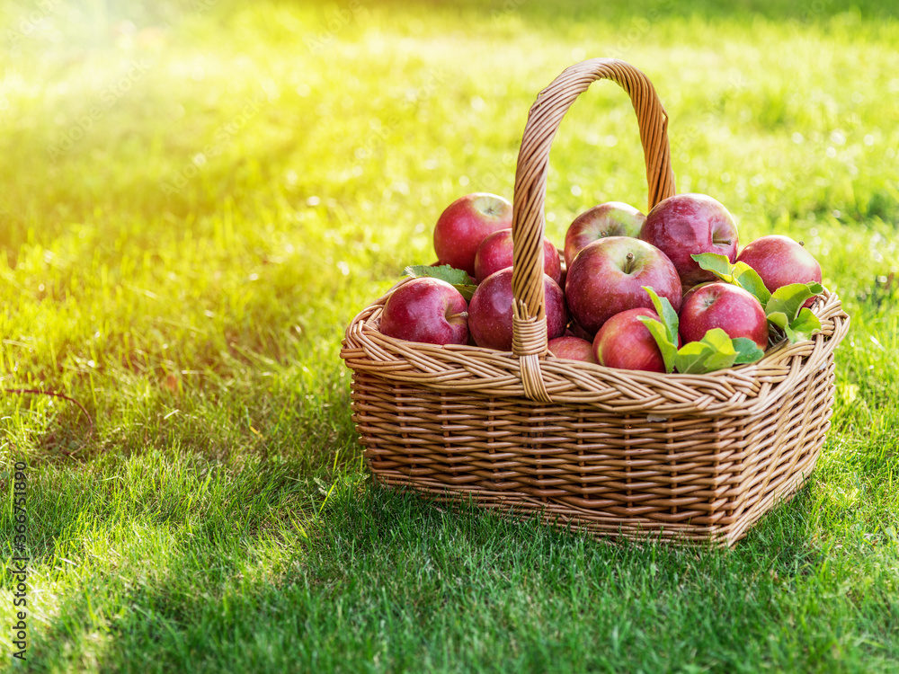 Apple harvest. Ripe red apples in the basket on the green grass. Apple harvest. Ripe red apples in the basket on the green grass.