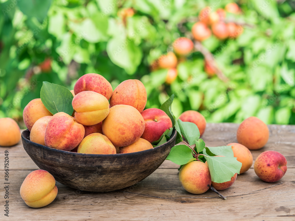 Ripe apricots in the wooden bowl on the table. Ripe apricots in the wooden bowl on the table.