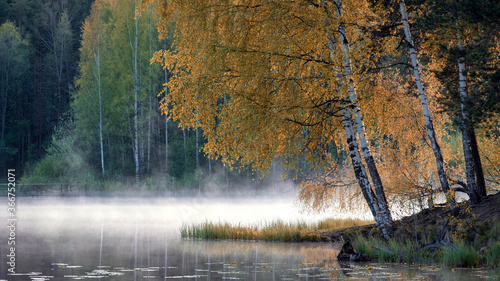 foggy lake in a birch forest in early morning in the fall