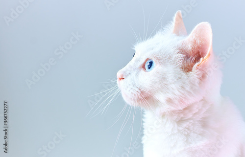 White cat with blue eye and gray background