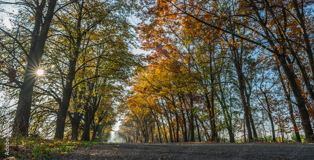 Beautiful autumn landscape with the road and the sun's rays of the setting sun.