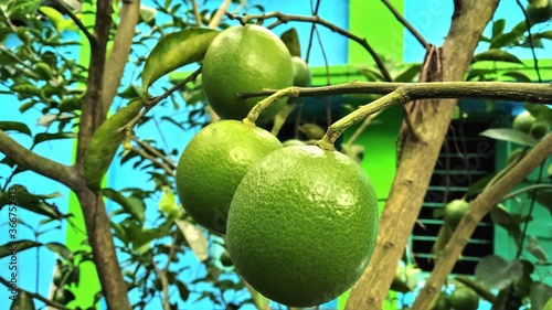 Mosambi is commonly know as ‘sweet lime/sweet lemon’ in English. It is a citrus fruit.Botanical name : Citrus limetta. photo