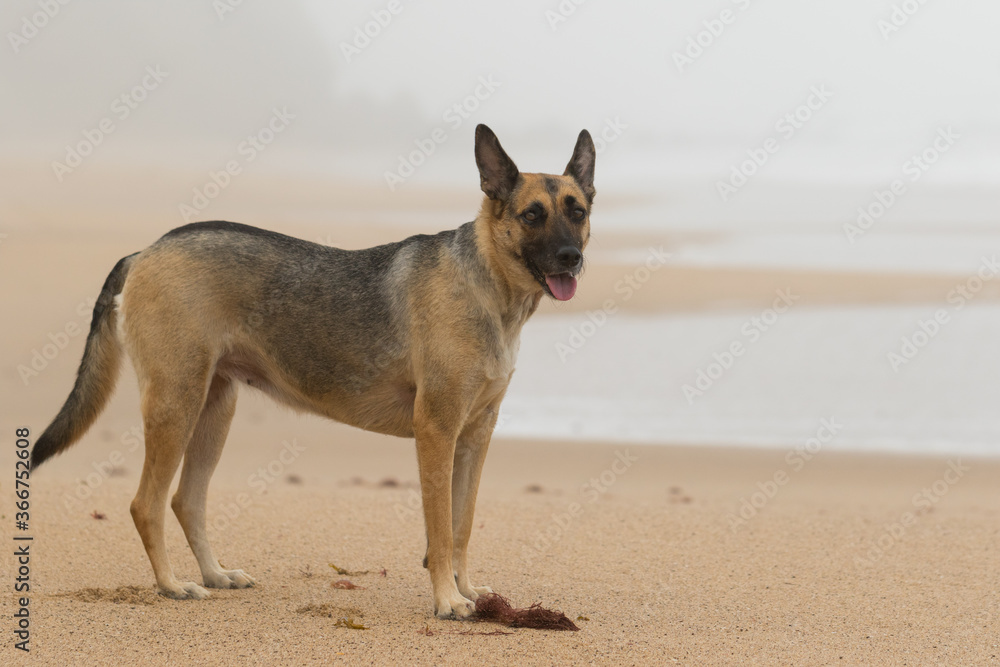 Portrait of a Beautiful German Sheppard playing and running on the beach Portrait of a Beautiful German Sheppard playing and running on the beach