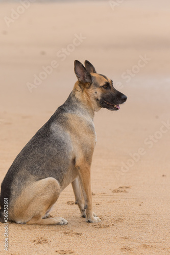 Portrait of a Beautiful German Sheppard playing and running on the beach © Diogo Oliveira