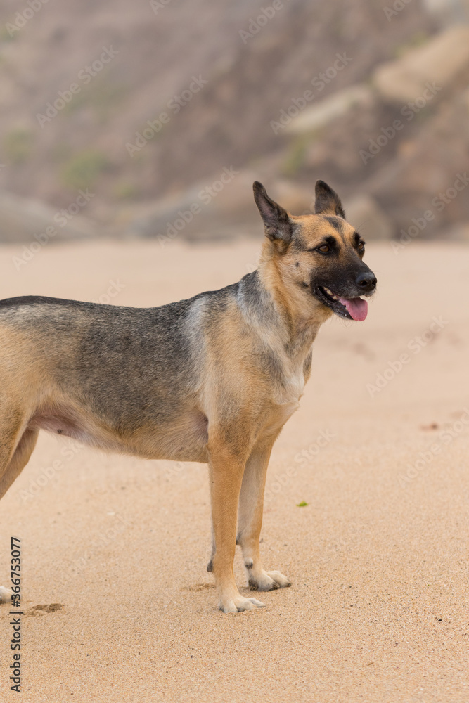 Portrait of a Beautiful German Sheppard playing and running on the beach Portrait of a Beautiful German Sheppard playing and running on the beach