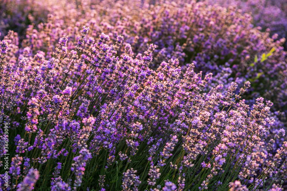 Colorful flowering lavandula or lavender field in the dawn light.
