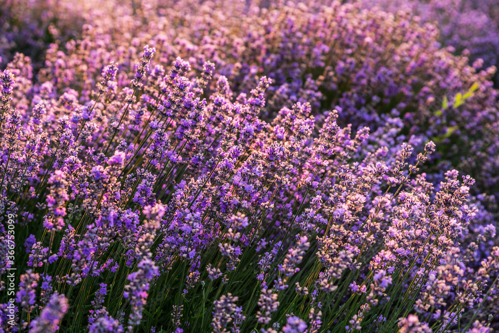 Fototapeta premium Colorful flowering lavandula or lavender field in the dawn light.