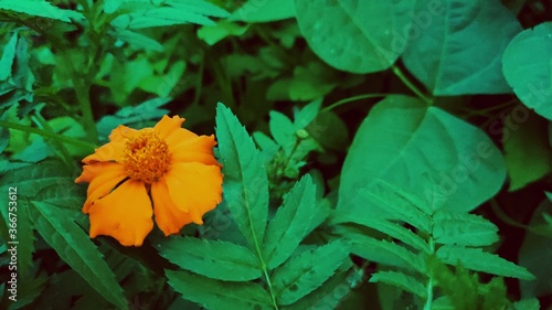 Mexican marigold with green leaves. 