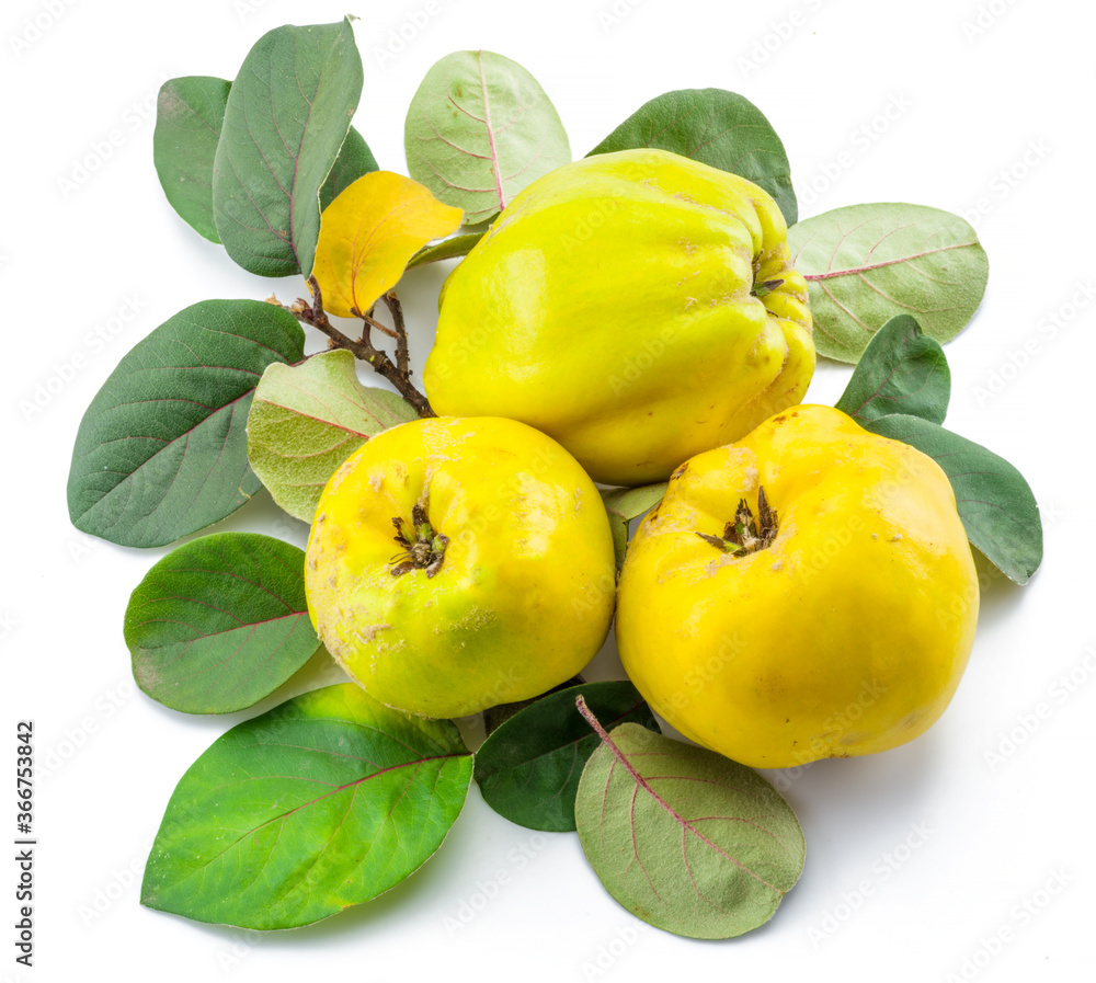 Ripe golden yellow quince fruits isolated on white background.