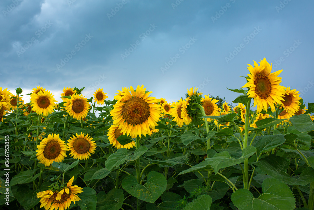Fototapeta premium A field of sunflowers before the rain. Black rain clouds over a field of sunflowers