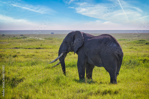 Solitary elephant in the vast open grasslands of the Serengeti