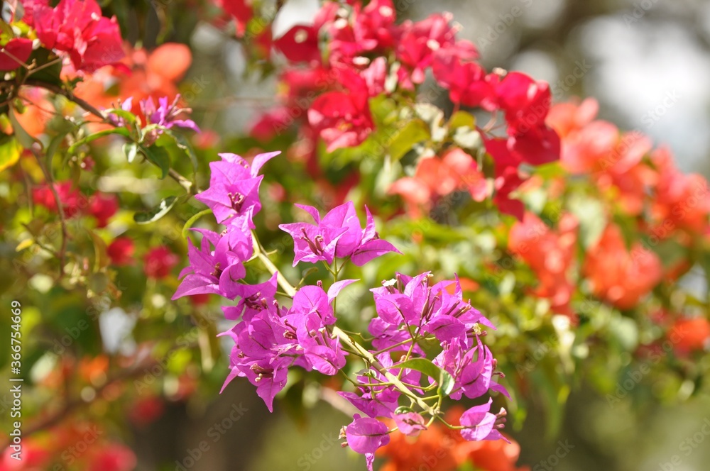 flower, pink, nature, flowers, garden, spring, plant, green, blossom, bloom, summer, beautiful, tree, beauty, red, purple, blooming, natural, closeup, flora, floral, lilac, petal, macro, flower, pink, nature, flowers, garden, spring, plant, green, blossom, bloom, summer, beautiful, tree, beauty, red, purple, blooming, natural, closeup, flora, floral, lilac, petal, macro,