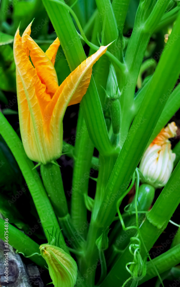 Flowering and growth of zucchini in the garden. Flowering and growth of zucchini in the garden.