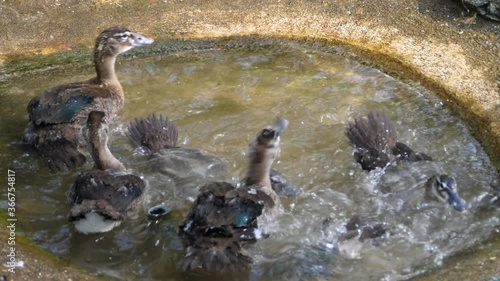 Close up of Ducks in a tiny pond grooming them selfs photo