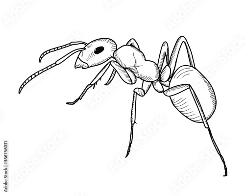 Hand drawn ant sketch. Simple style. Vector isolated