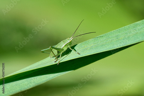 Small green grasshopper sitting on a leaf