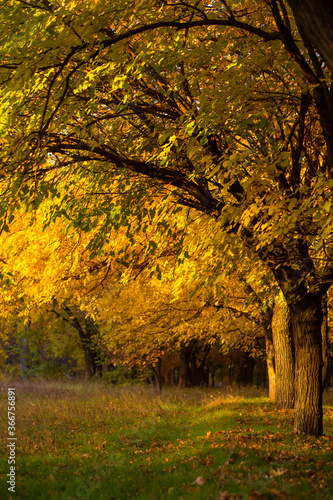 Beautiful autumn park. Picturesque nature  golden trees in the rays of the sun.