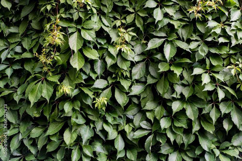 Green leaves background. Ivy texture. Ivy berry background image. Ivy wall. Green wall. Green leaves background. Ivy texture. Ivy berry background image. Ivy wall. Green wall.