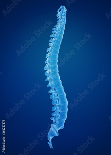 3d rendering of a spinal column