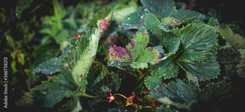 Photos Infection of strawberry leaves with fungus