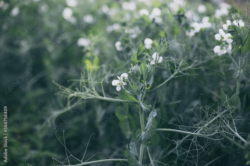 Unripe green peas in the garden. Flowering green peas. Growing peas in the countryside. Unripe green peas in the garden. Flowering green peas. Growing peas in the countryside.