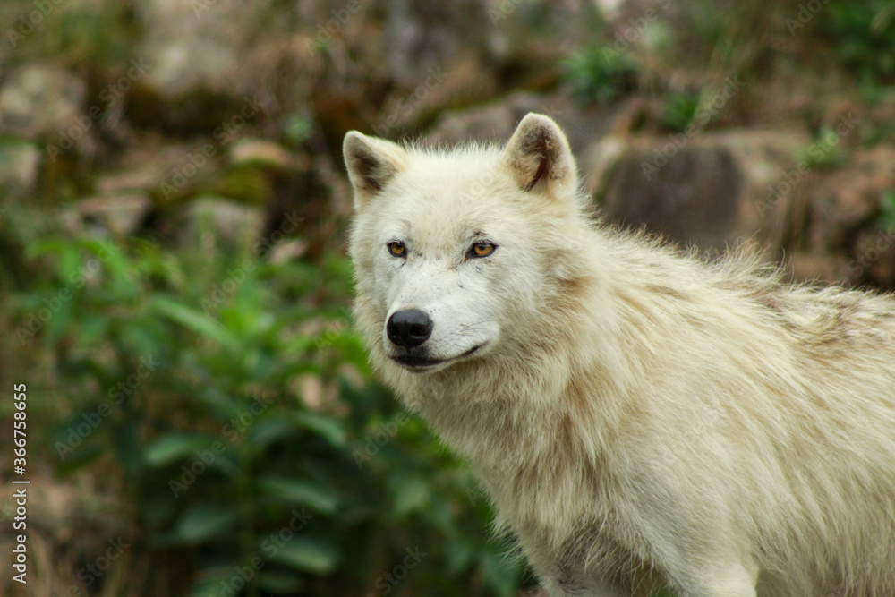 Obraz premium Young Male Artic Wolf in his Prime