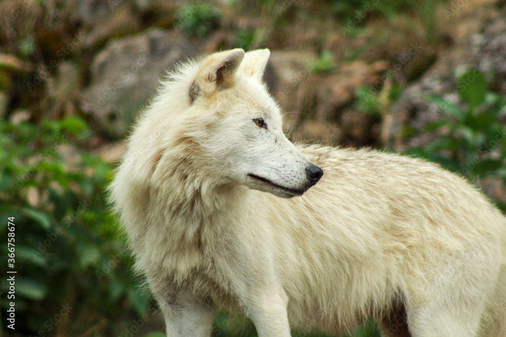 Artic Wolf Looking its Surroundings, Side Profile