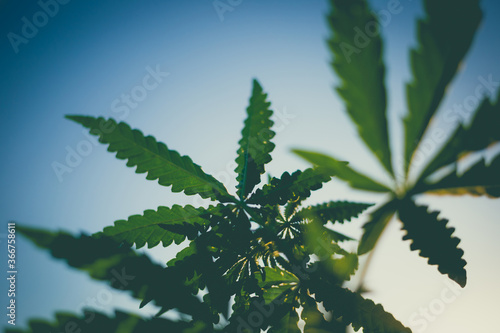 Beautiful toned photo of cannabis bush against the sky. Bottom view of a marijuana bush.