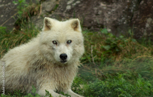 Old Artic Wolf Blinded by Cataracs