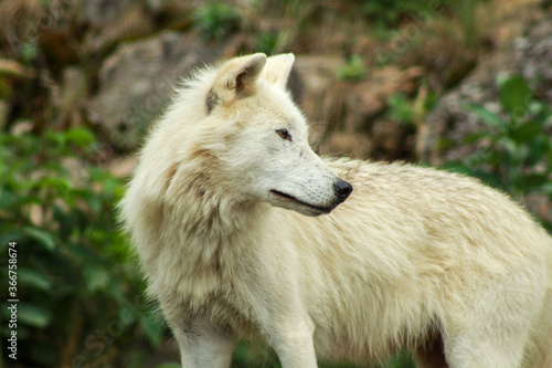 Artic Wolf Looking its Surroundings, Side Profile