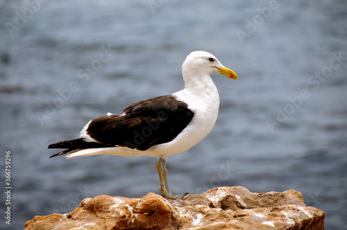 Seagull perched on rock