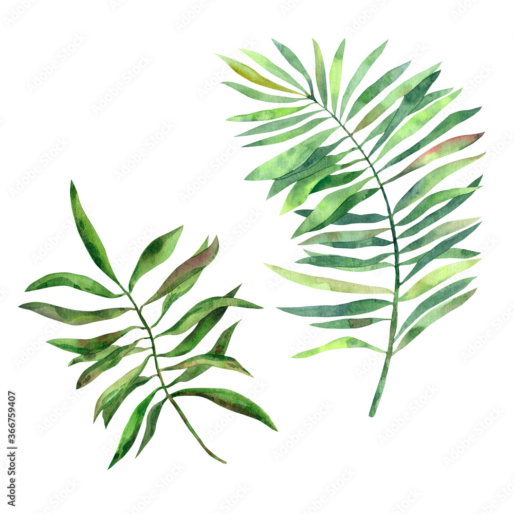 Hand-drawn watercolor tropical leaves of different palm trees in high quality. Concept for drawing up designs, cards, stickers, invitations - obrazy, fototapety, plakaty 