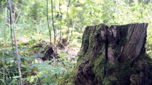 Old  dry tree stump in a sunny forest.