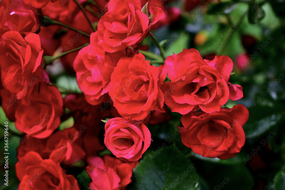 a bush of red roses in bloom a bush of red roses in bloom