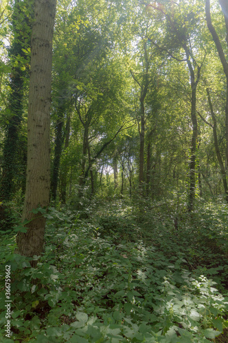 Forest trail on a sunny day in The Noordhollands Duinreservaat, The Netherlands